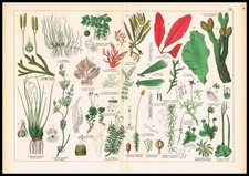 1887 Botanical