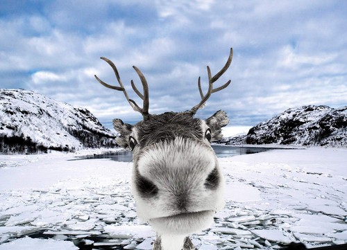 Reindeer funny christmas cards - reindeer,