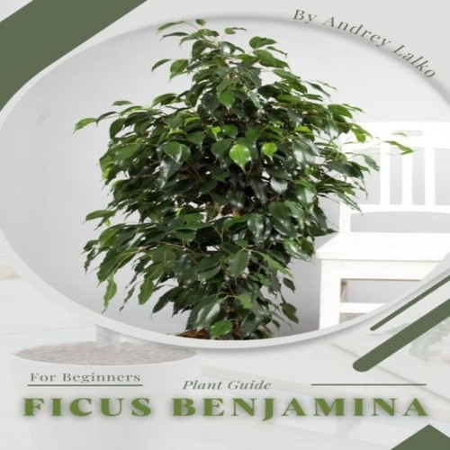 Ficus benjamina plant - ficus, guide