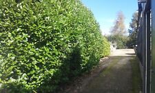 8x Prunus laurel Rotundifolia Plants Evergreen Dense screening hedging bushes