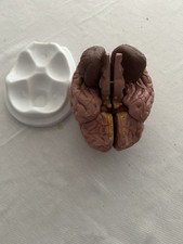 Human Brain Multi-Part
