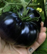 3x Black Tomatoes 🍅