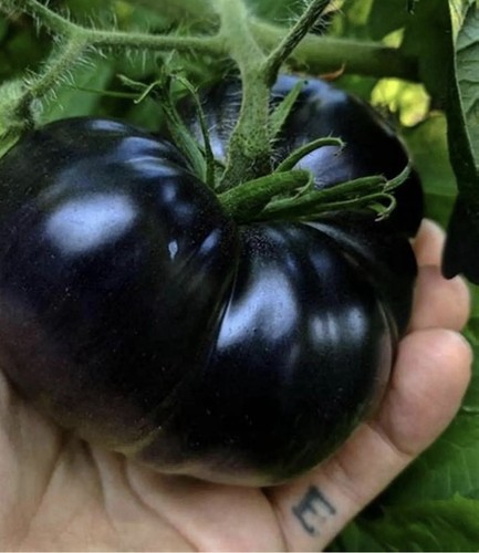 Black tomatoes - black,