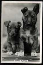 Tobacco Card, Senior Service