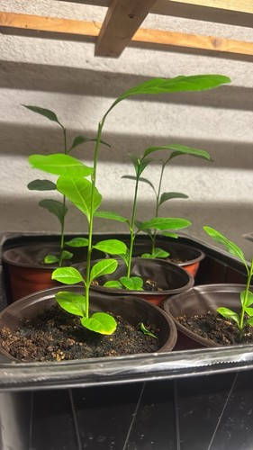 Zara lambu plant potted - zara,