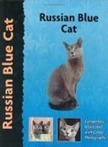 Russian blue cat - russian,