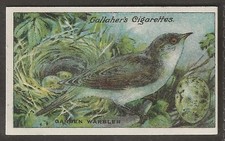 GALLAHER-BIRDS NESTS & EGGS 1919-#071- GARDEN WARBLER 