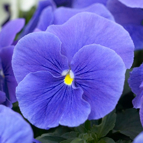 Viola true blue - viola, |