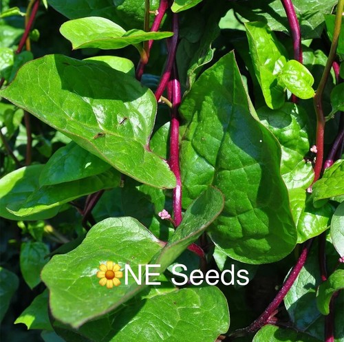 Bangladeshi red poi - 🌼,