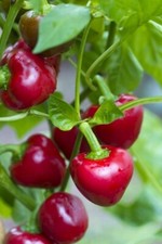 Chilli Pepper, 'Cherry Bomb' 7 Seeds Medium Hot Chilli. 1st Class UK Delivery