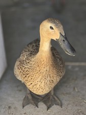 12 Duck Eggs (For Eating) Not