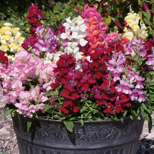 Antirrhinum snapdragon - antirrhinum,