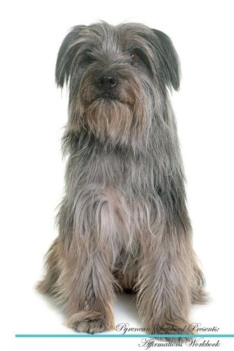 Pyrenean shepherd affirmations - pyrenean,