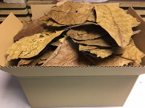 300 gram unsorted grade - 300,