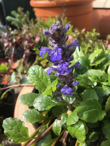 Ajuga reptans rooted runners - ajuga,