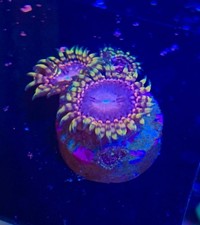 RR Koala Eye High End Zoa Paly Zoanthid 1 polyp Frag Coral