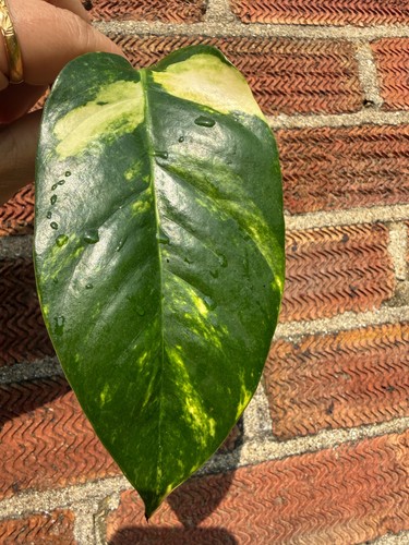 Epipremnum pinnatum cintho - epipremnum,
