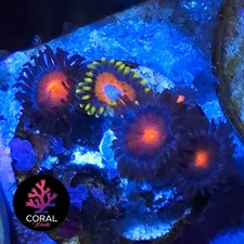 Hawaiian Sunsets & Super