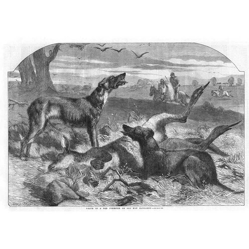 Australia hunting kangaroo - hunting,