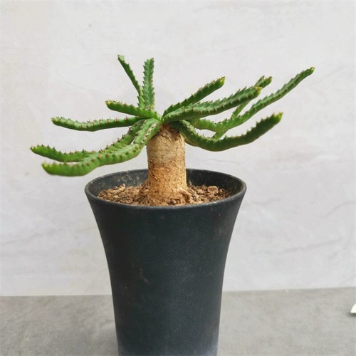 1cm succulent cactus plant - succulent,