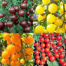 25 x Cherry Tomato Mix