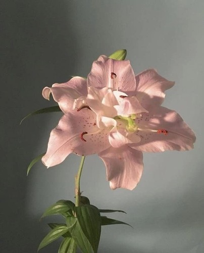Oriental lily lilium duble - lilium,