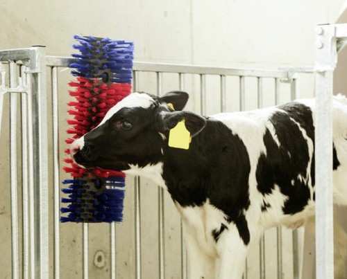 Kerbl calf enrichment - kerbl, scratch