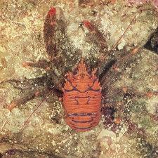 1959 Squat Lobster Underwater Marine Red Crustacean Ocean Life 5 x 8.25 in