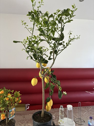 Eureka yougarden large lemon - eureka,