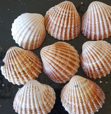 Extra large cockle - large, clam
