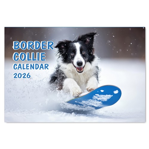 2026 border collie - collie, wall