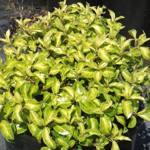 Pittosporum tenuifolium - pittosporum,