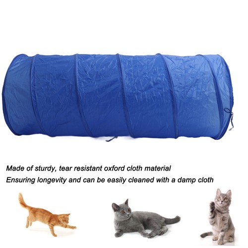 Dog agility training - dog,
