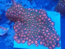 Tongan Zoanthid No. 3 (Red)
