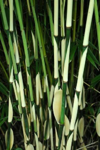 100 giant fargesia bamboo - giant,