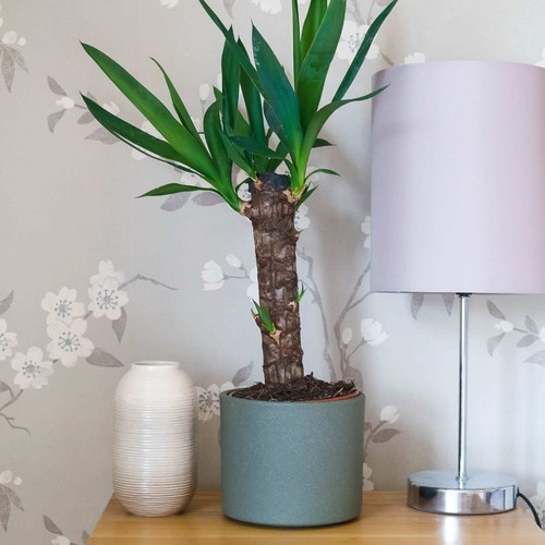 Yucca plant - yucca,