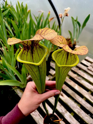 Sarracenia flava copper top - flava,