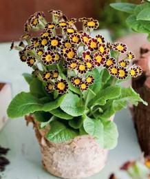 Primula veris victorian - primula,