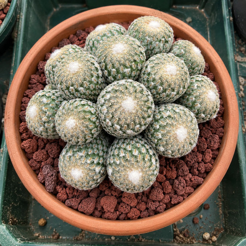 Pelecyphora pseudopectinata