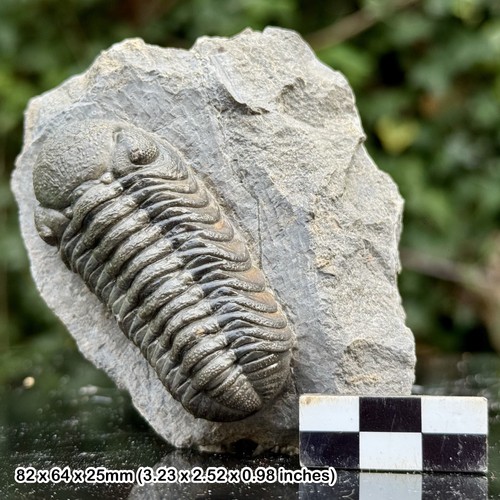 Phacops grade fossil - phacops, a