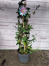 Passion Flower Amethyst Beauty