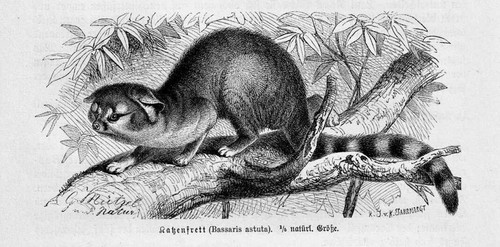 Cat ferret bassariscus - cat, (bassariscus