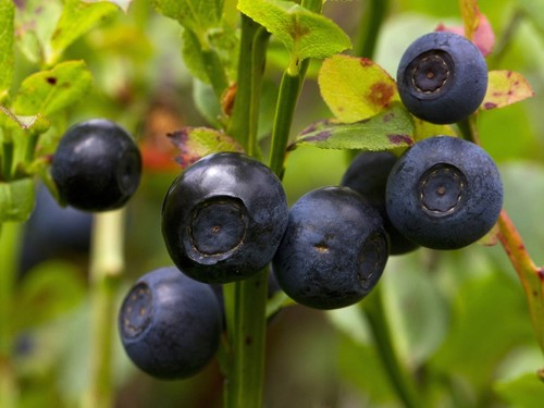 Organic wild bilberry 2l - in,