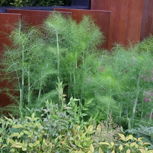 Fennel green plug plants - fennel,