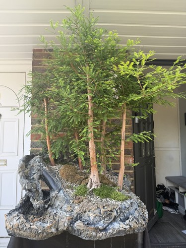 Bald cypress bonsai forest - cypress,