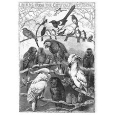 Birds From the Crystal Palace