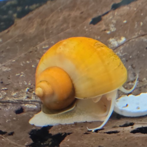 Gold mystery snails - gold,
