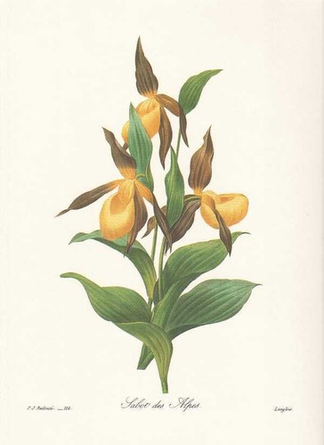 Yellow lady slipper - lady's,