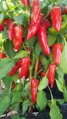 Pepper red mini horn - 2x,