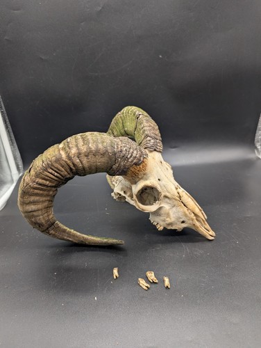 Large curl ram sheep - ram,